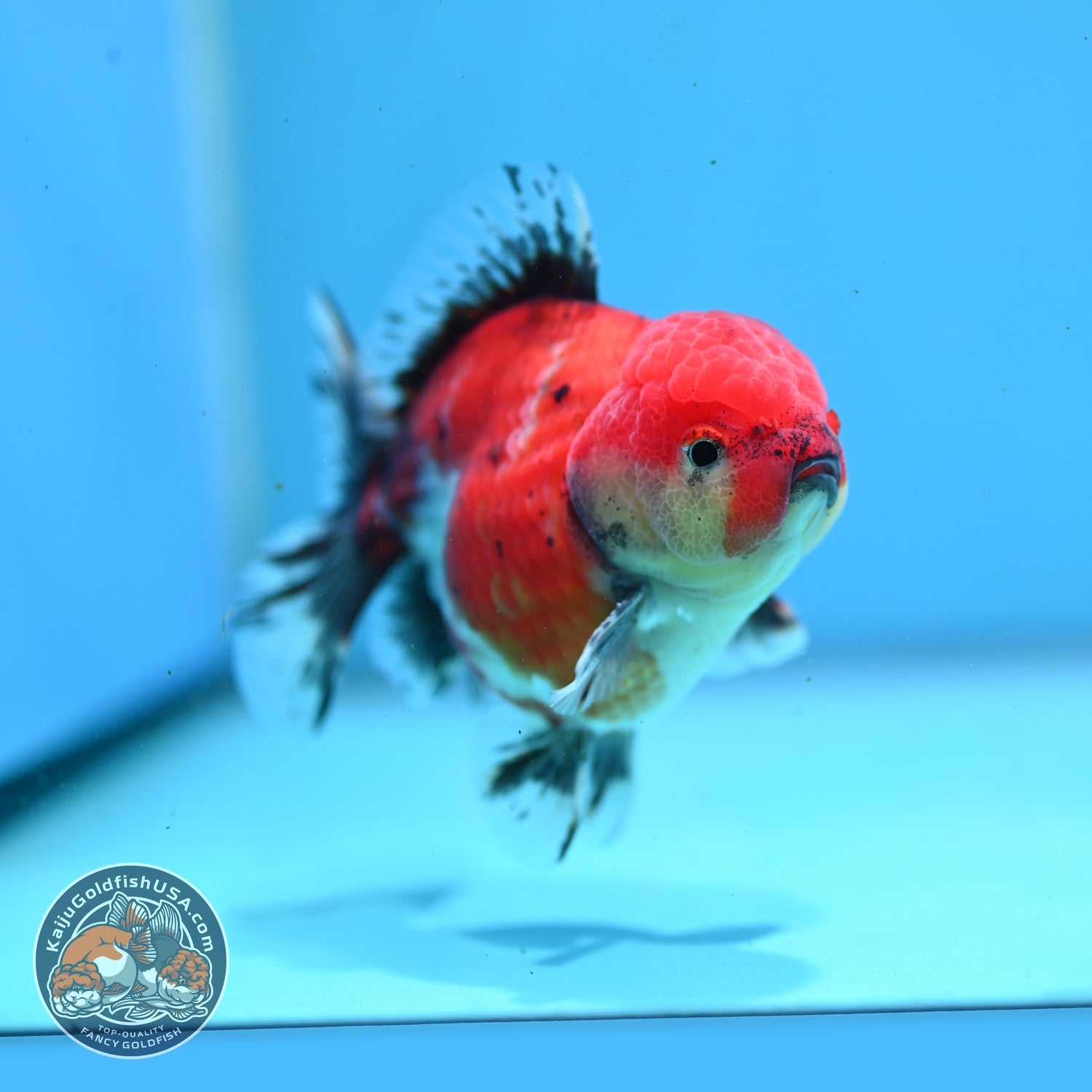 Shogun Sakura Oranda 3.5 inch Body (260814_OR04)