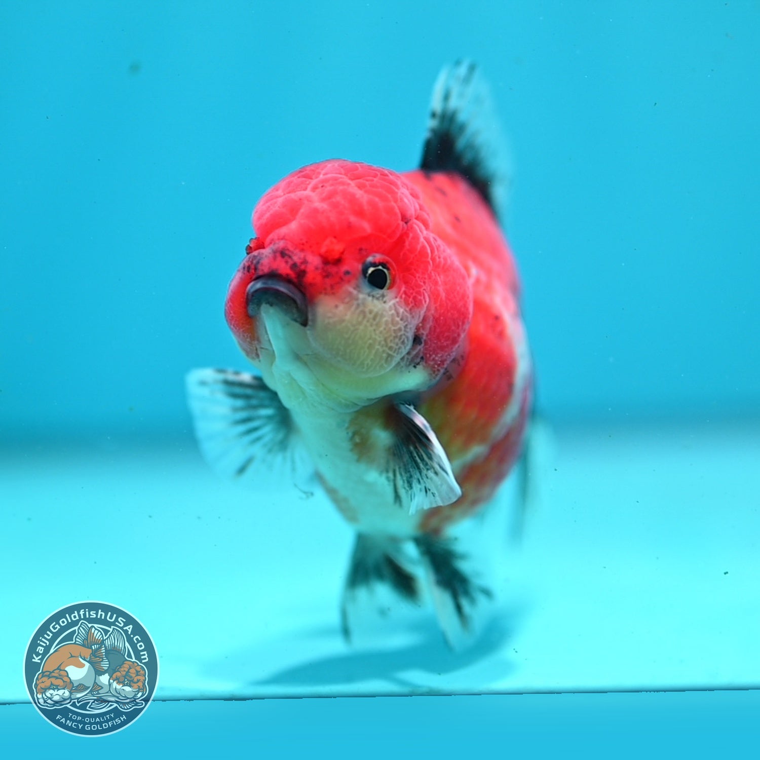 Shogun Sakura Oranda 3.5 inch Body (260814_OR04)