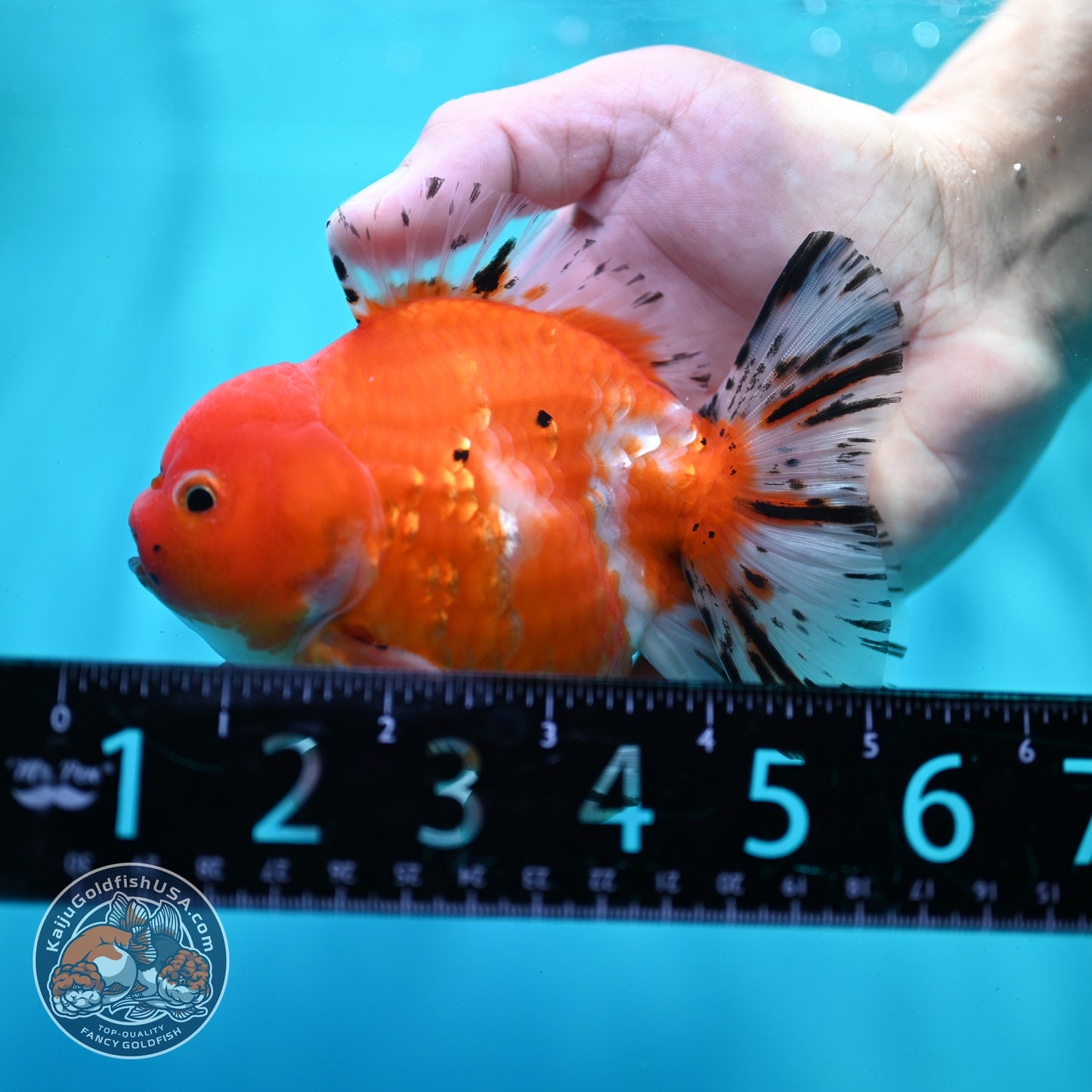 Shogun Sakura Oranda 4 inch Body (260522_OR11)