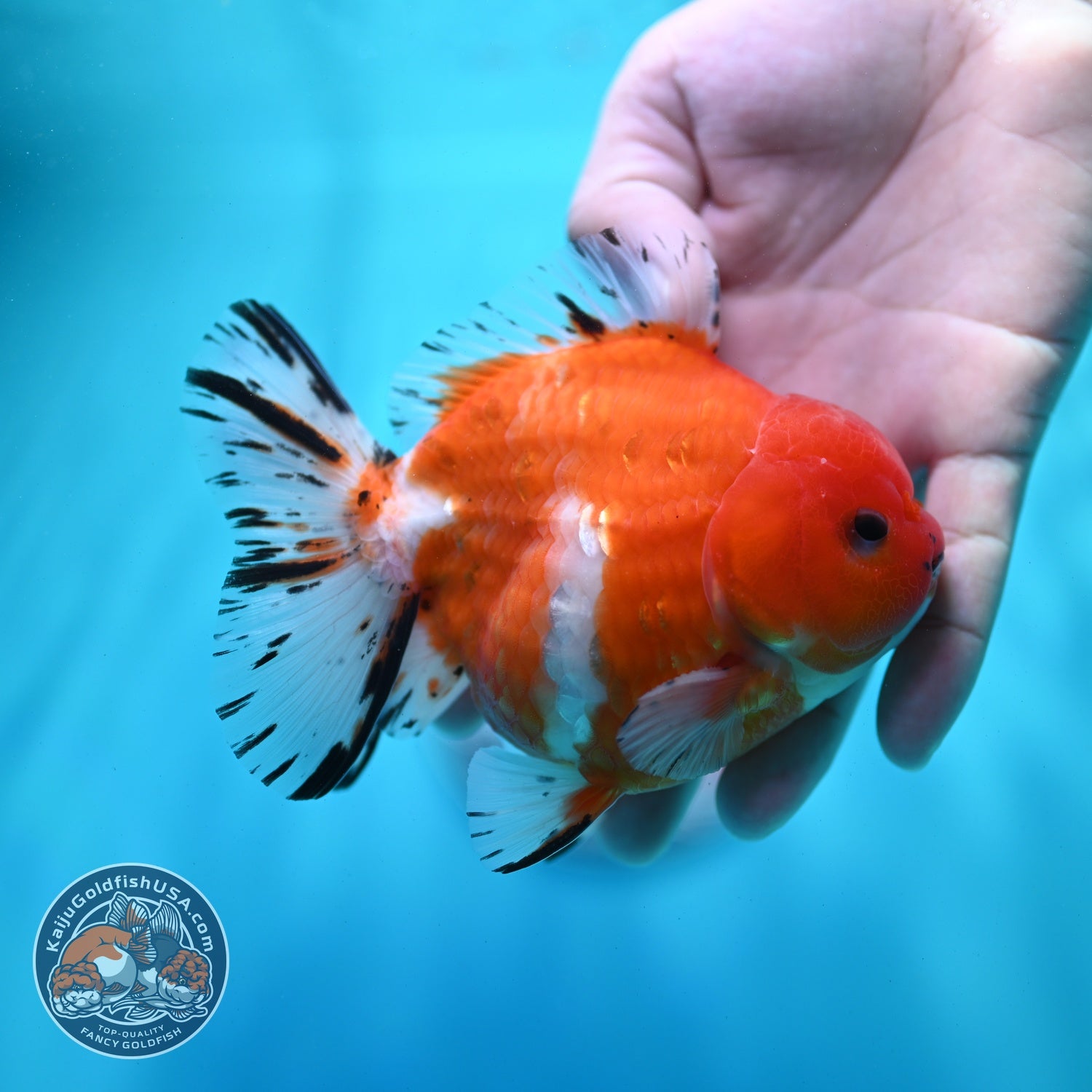 Shogun Sakura Oranda 4 inch Body (260522_OR11)