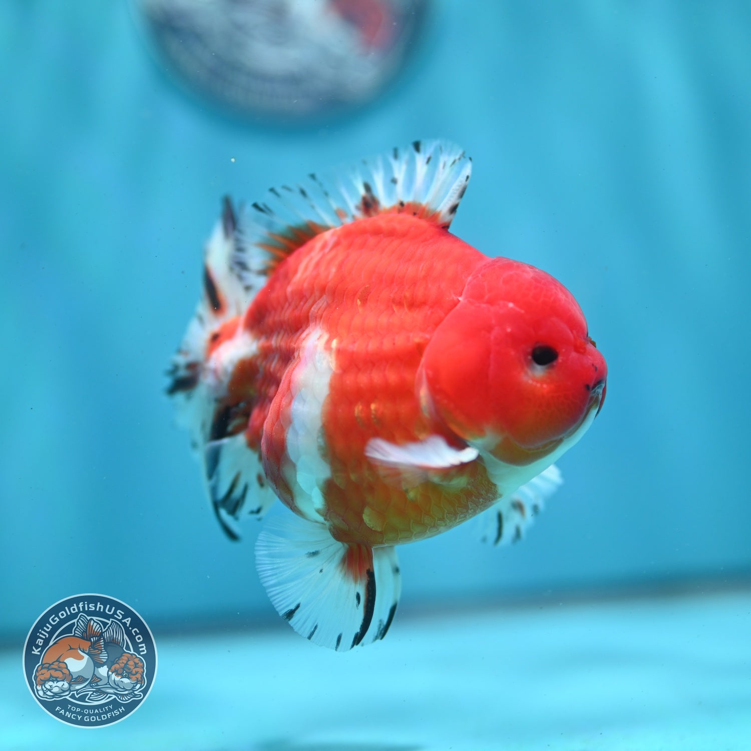 Shogun Sakura Oranda 4 inch Body (260522_OR11)