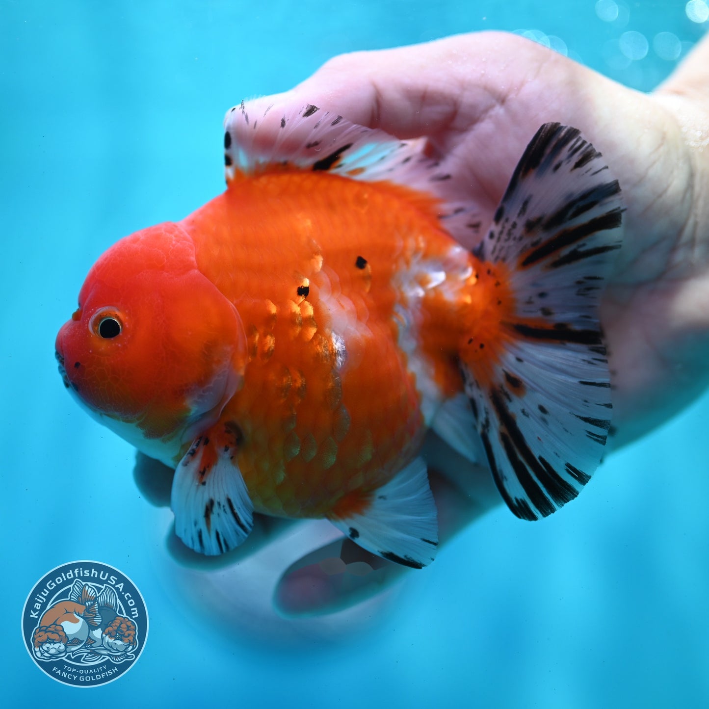 Shogun Sakura Oranda 4 inch Body (260522_OR11)