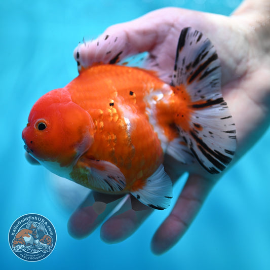 Shogun Sakura Oranda 4 inch Body (260522_OR11)