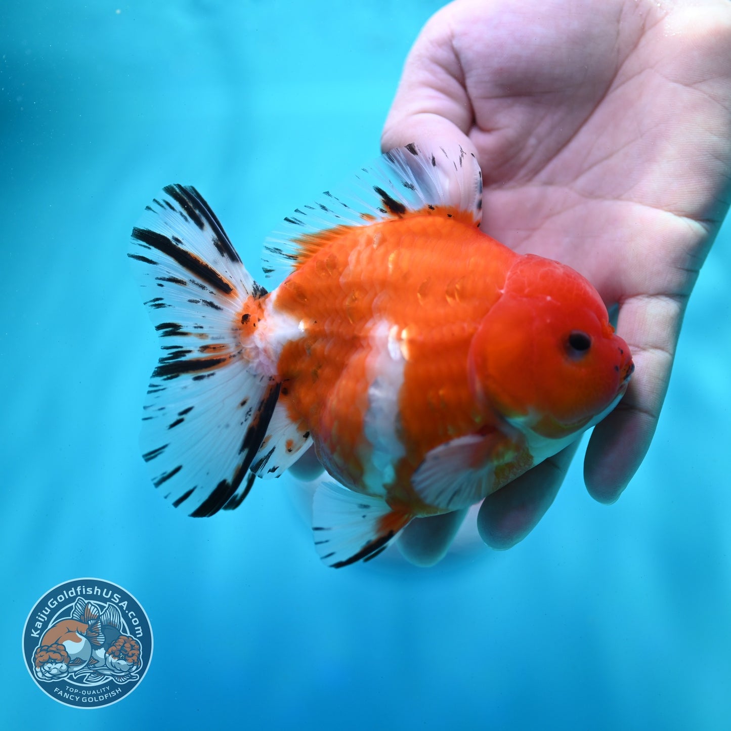 Shogun Sakura Oranda 4 inch Body (260522_OR11)