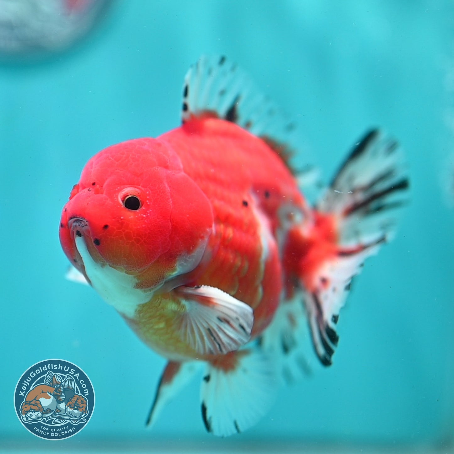 Shogun Sakura Oranda 4 inch Body (260522_OR11)