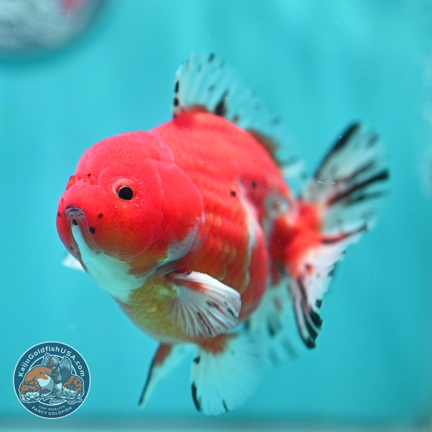 Shogun Sakura Oranda 4 inch Body (260522_OR11)