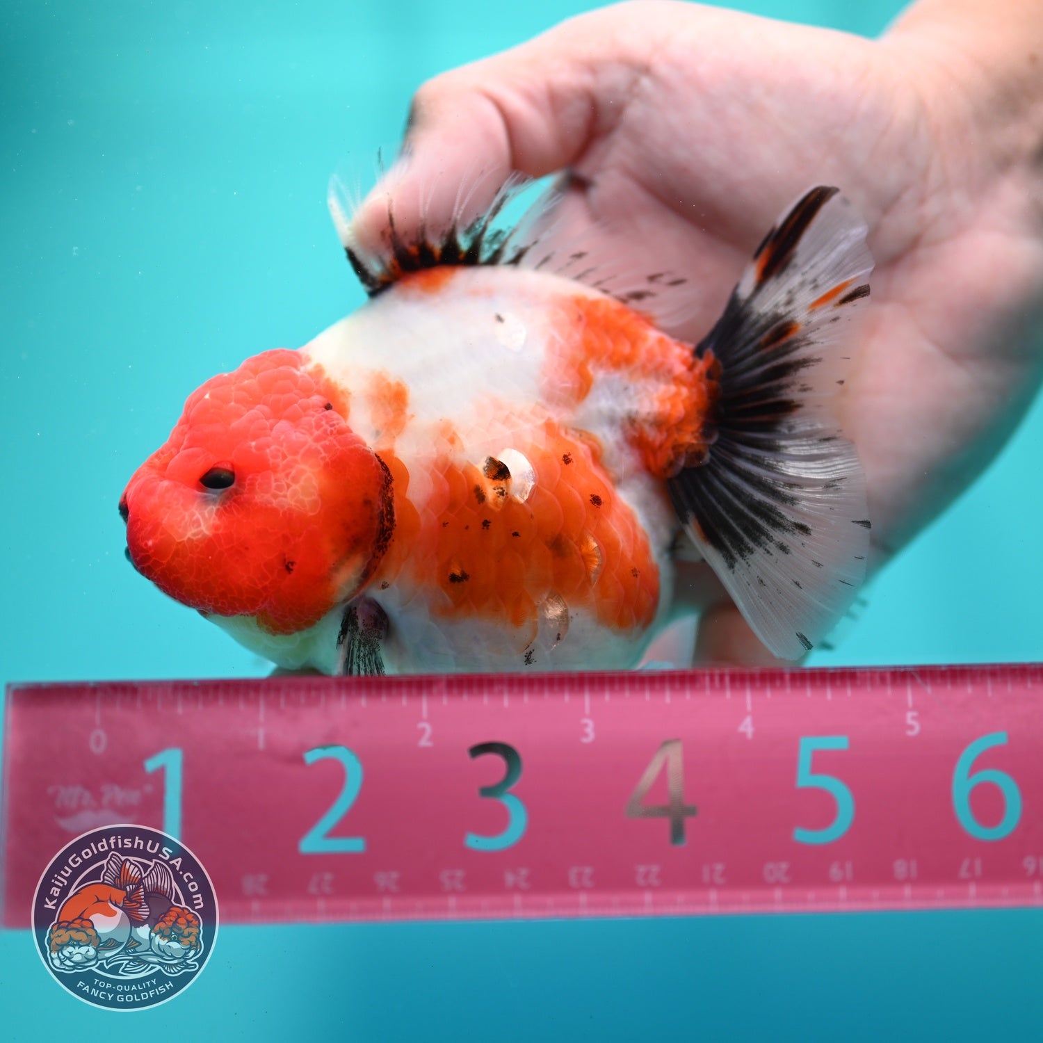 Shogun Sakura Oranda 4 inch Body (260522_OR14)