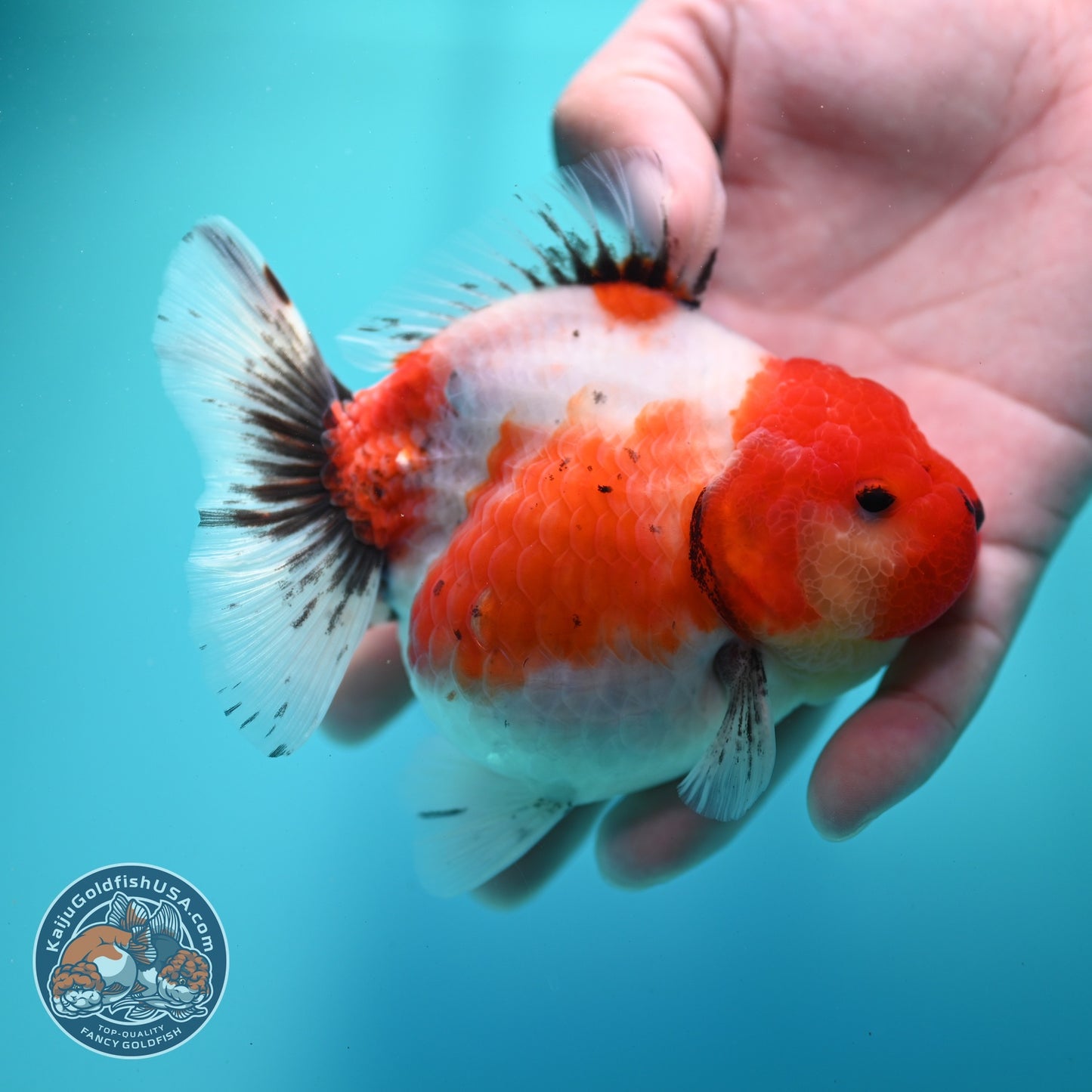 Shogun Sakura Oranda 4 inch Body (260522_OR14)