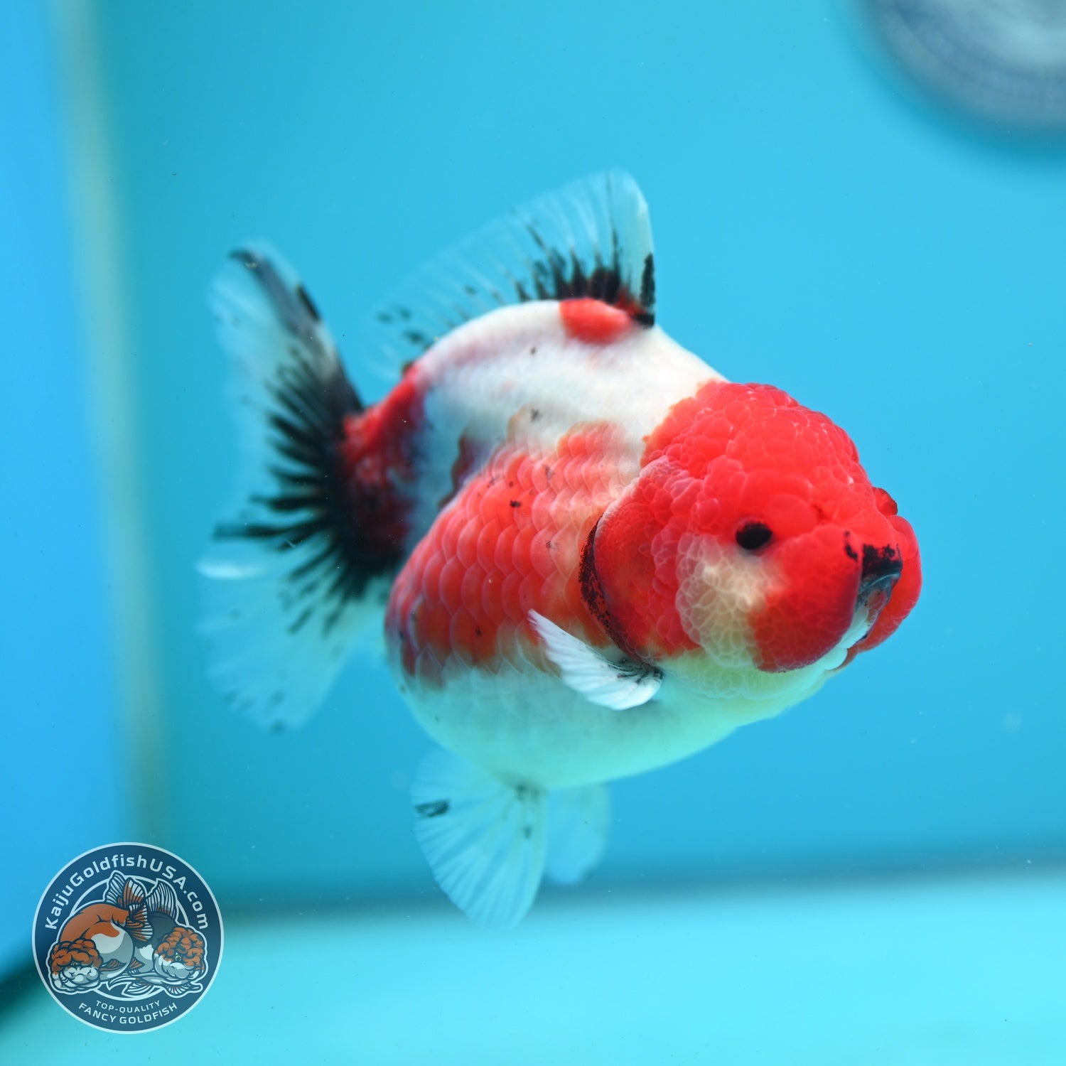 Shogun Sakura Oranda 4 inch Body (260522_OR14)