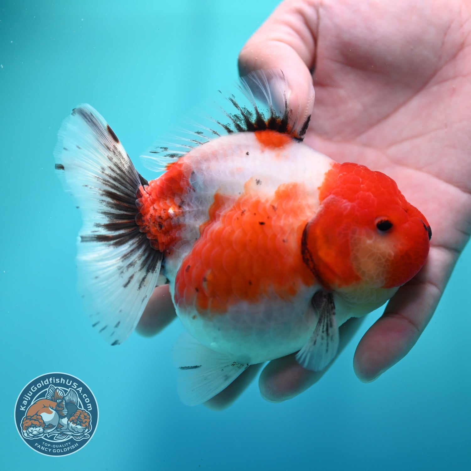 Shogun Sakura Oranda 4 inch Body (260522_OR14)
