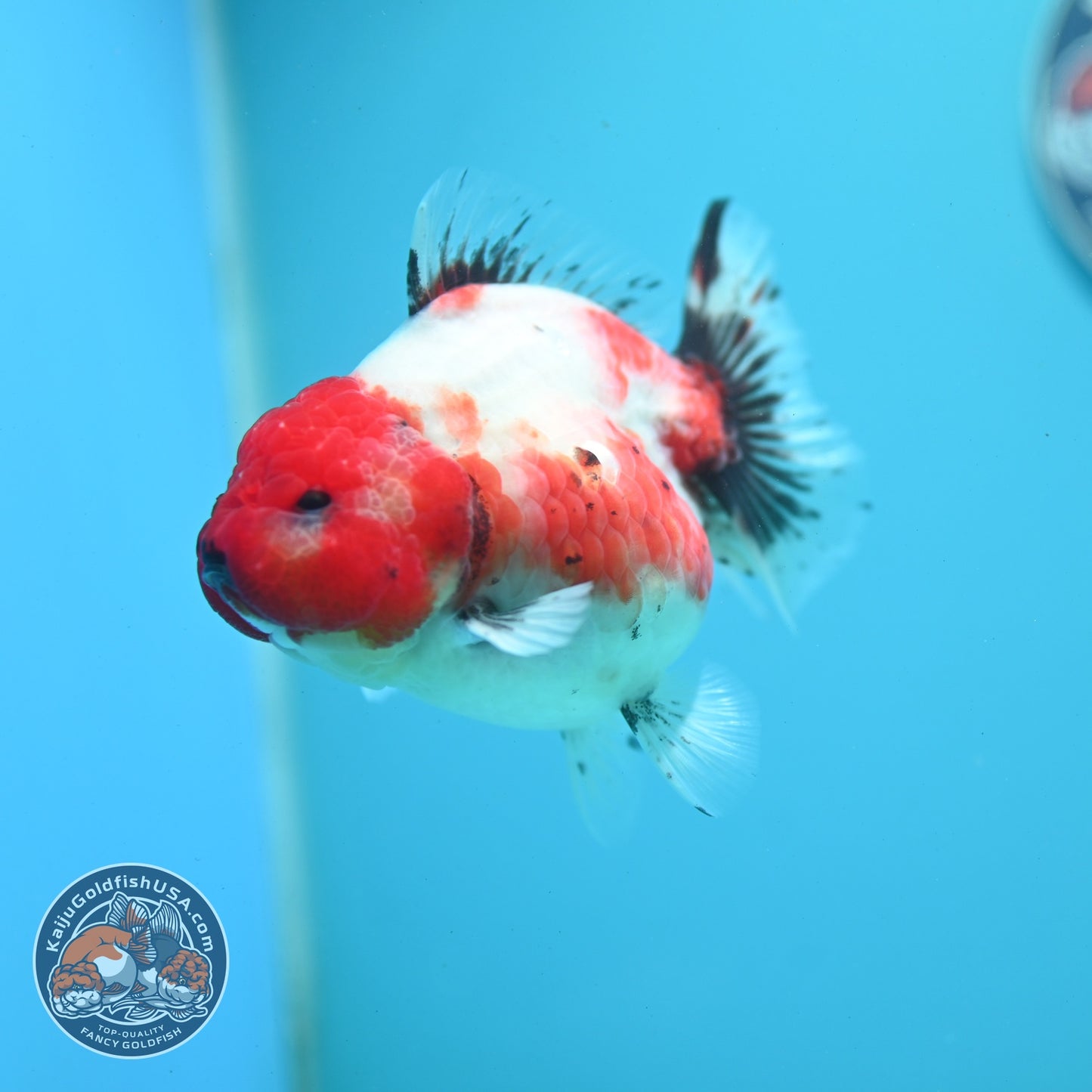 Shogun Sakura Oranda 4 inch Body (260522_OR14)