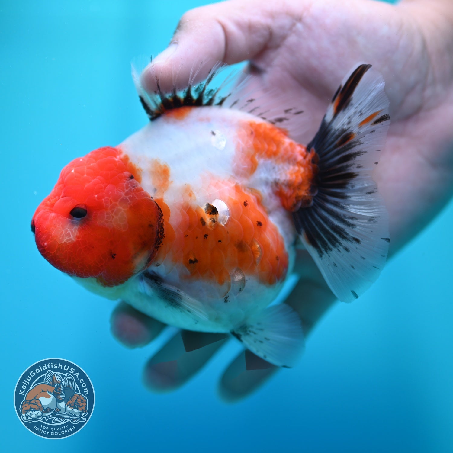 Shogun Sakura Oranda 4 inch Body (260522_OR14)