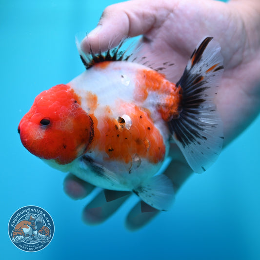 Shogun Sakura Oranda 4 inch Body (260522_OR14)