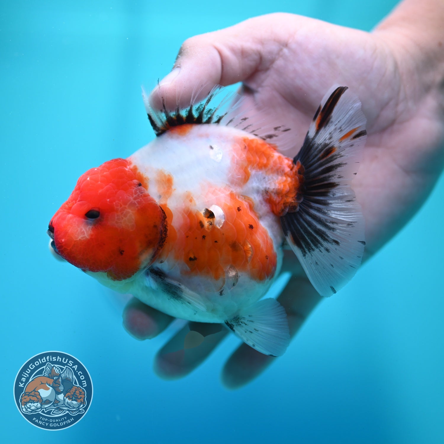Shogun Sakura Oranda 4 inch Body (260522_OR14)