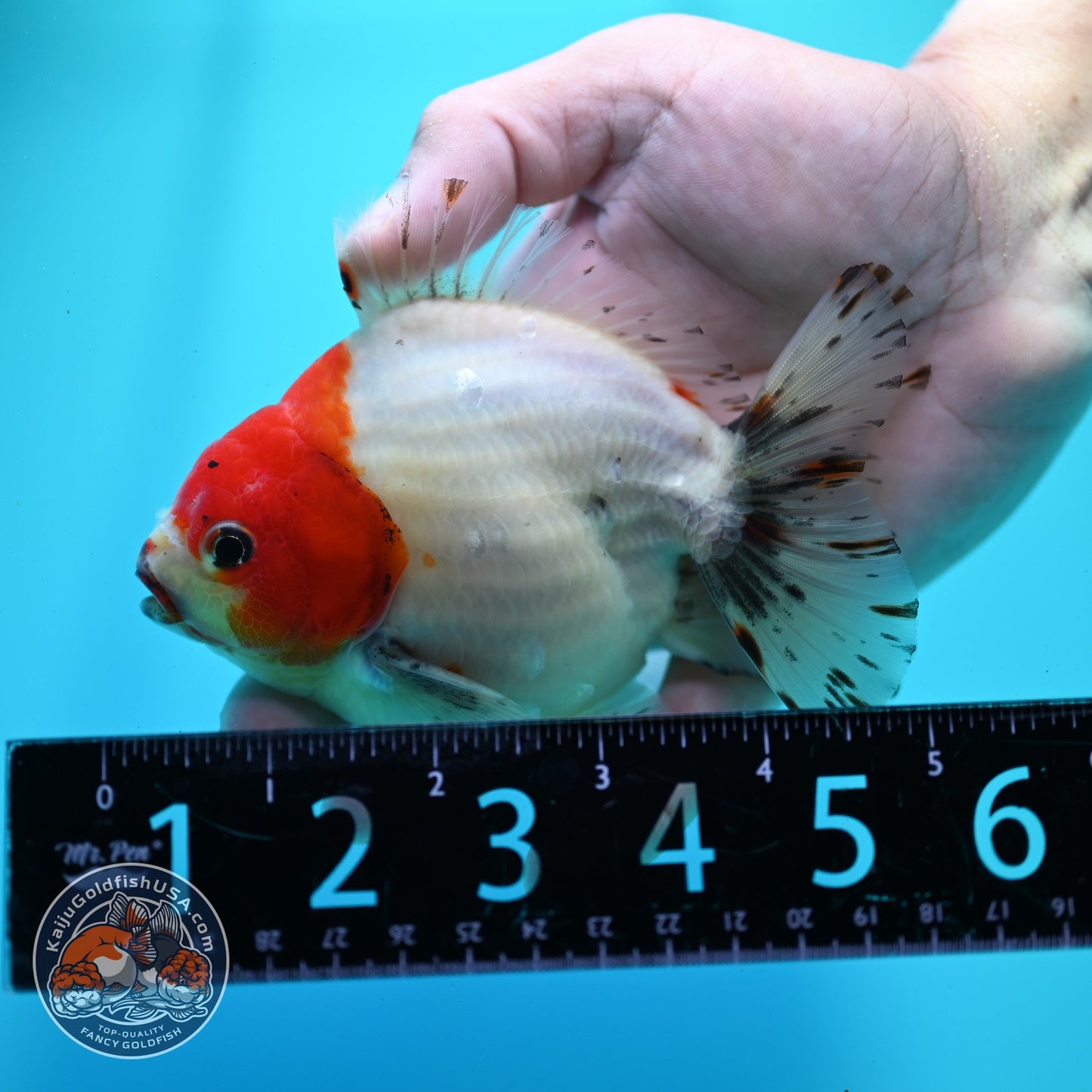 Shogun Sakura Oranda 4 inch Body (260522_OR15)