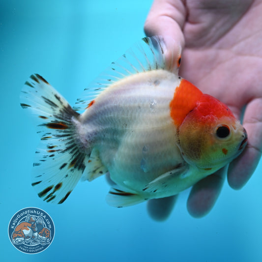 Shogun Sakura Oranda 4 inch Body (260522_OR15)
