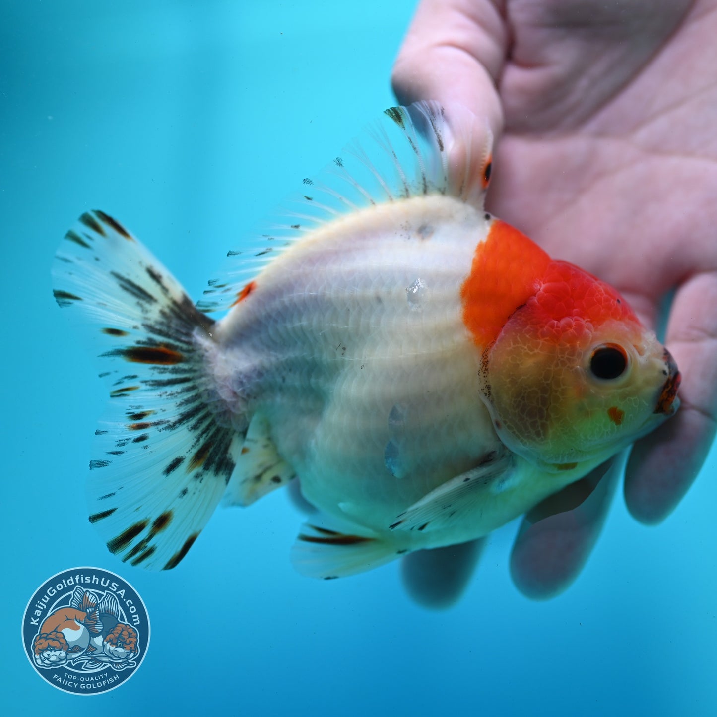 Shogun Sakura Oranda 4 inch Body (260522_OR15)