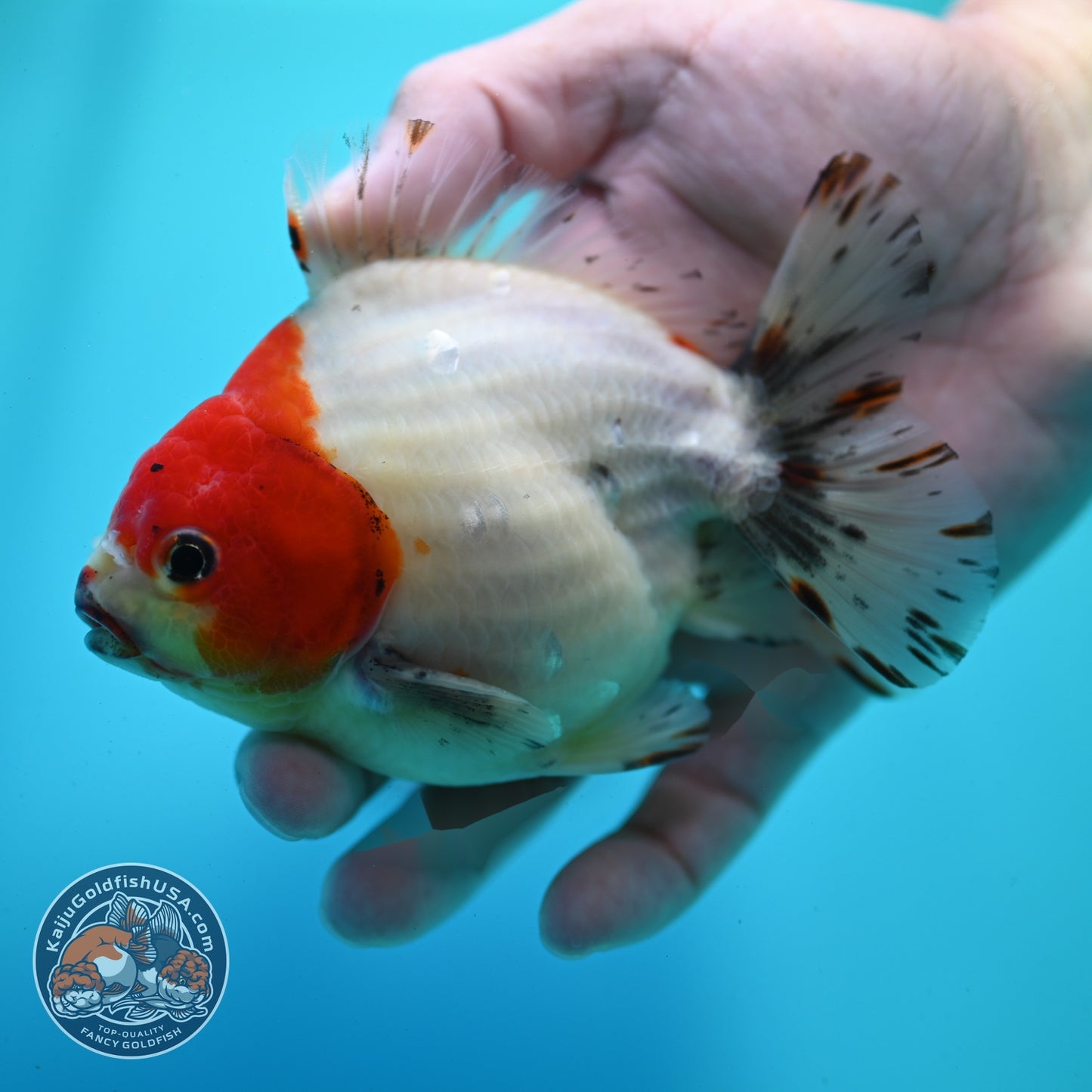 Shogun Sakura Oranda 4 inch Body (260522_OR15)