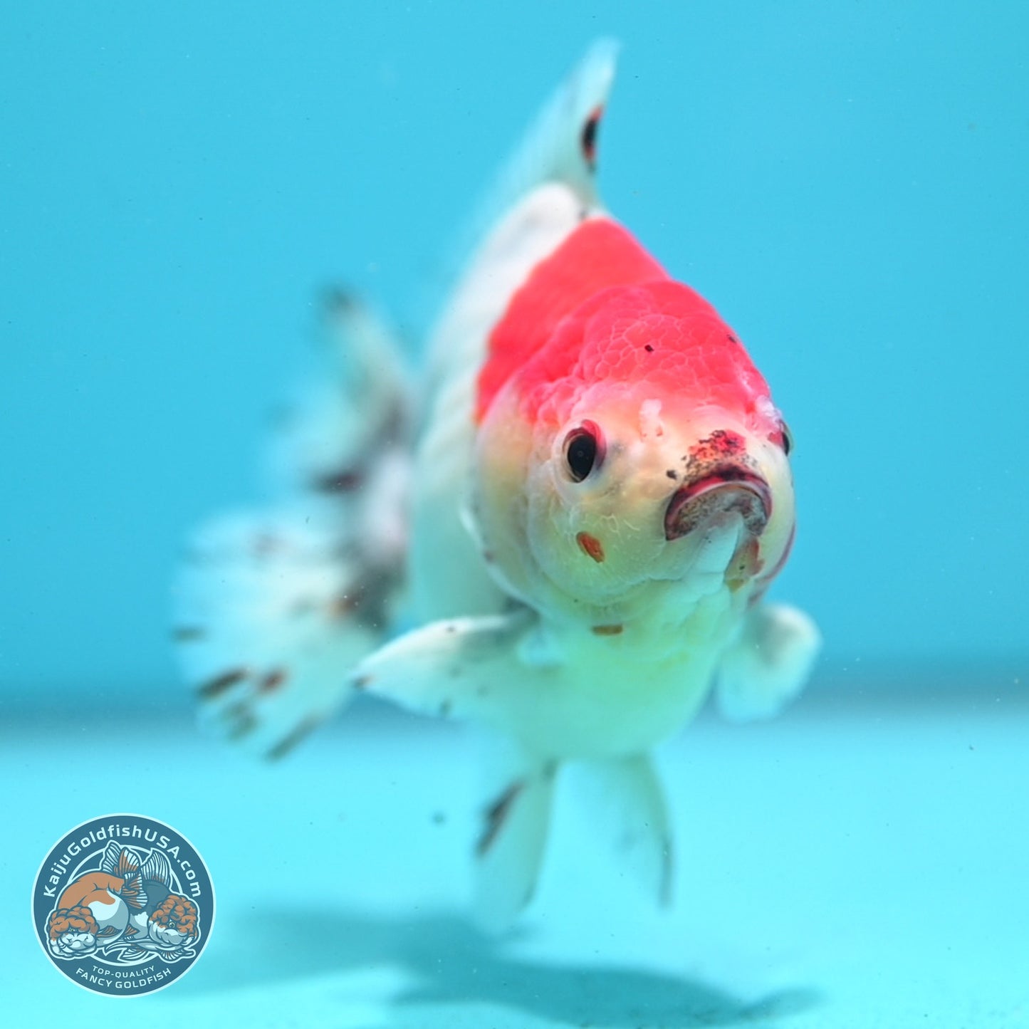 Shogun Sakura Oranda 4 inch Body (260522_OR15)