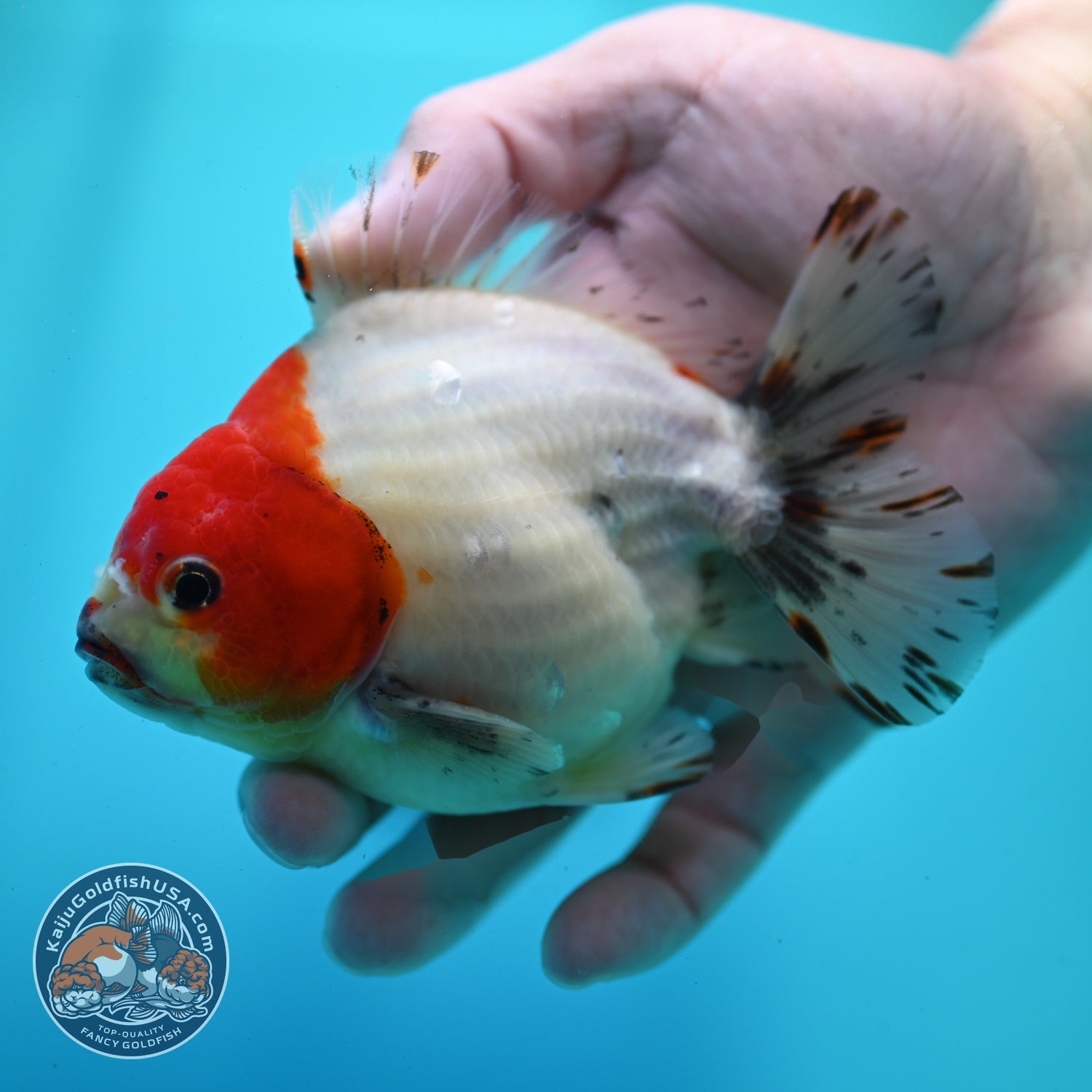 Shogun Sakura Oranda 4 inch Body (260522_OR15)