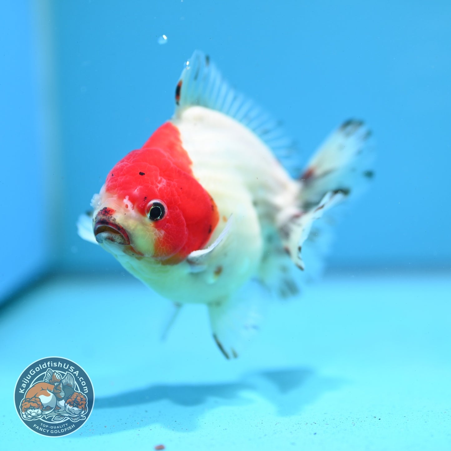 Shogun Sakura Oranda 4 inch Body (260522_OR15)