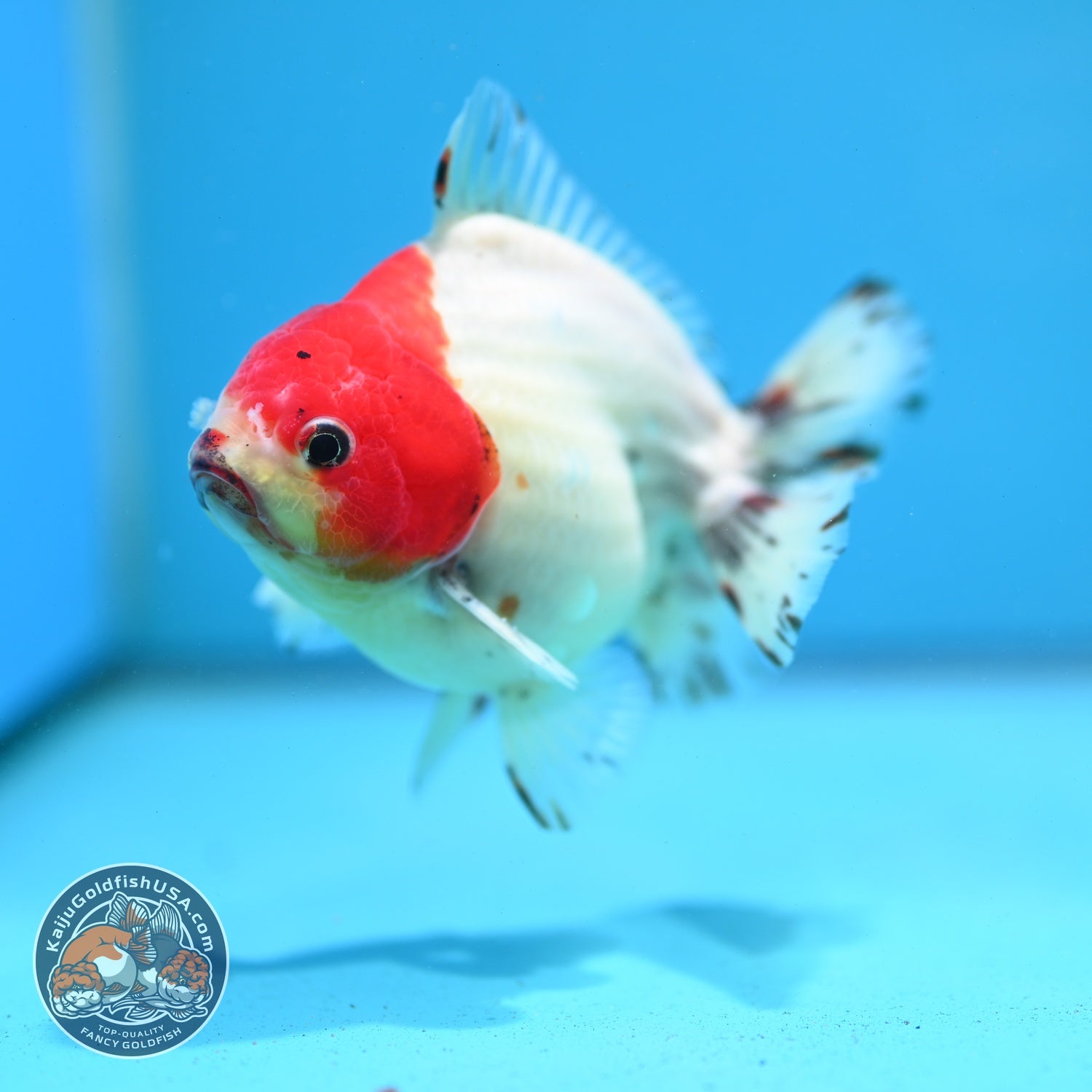 Shogun Sakura Oranda 4 inch Body (260522_OR15)