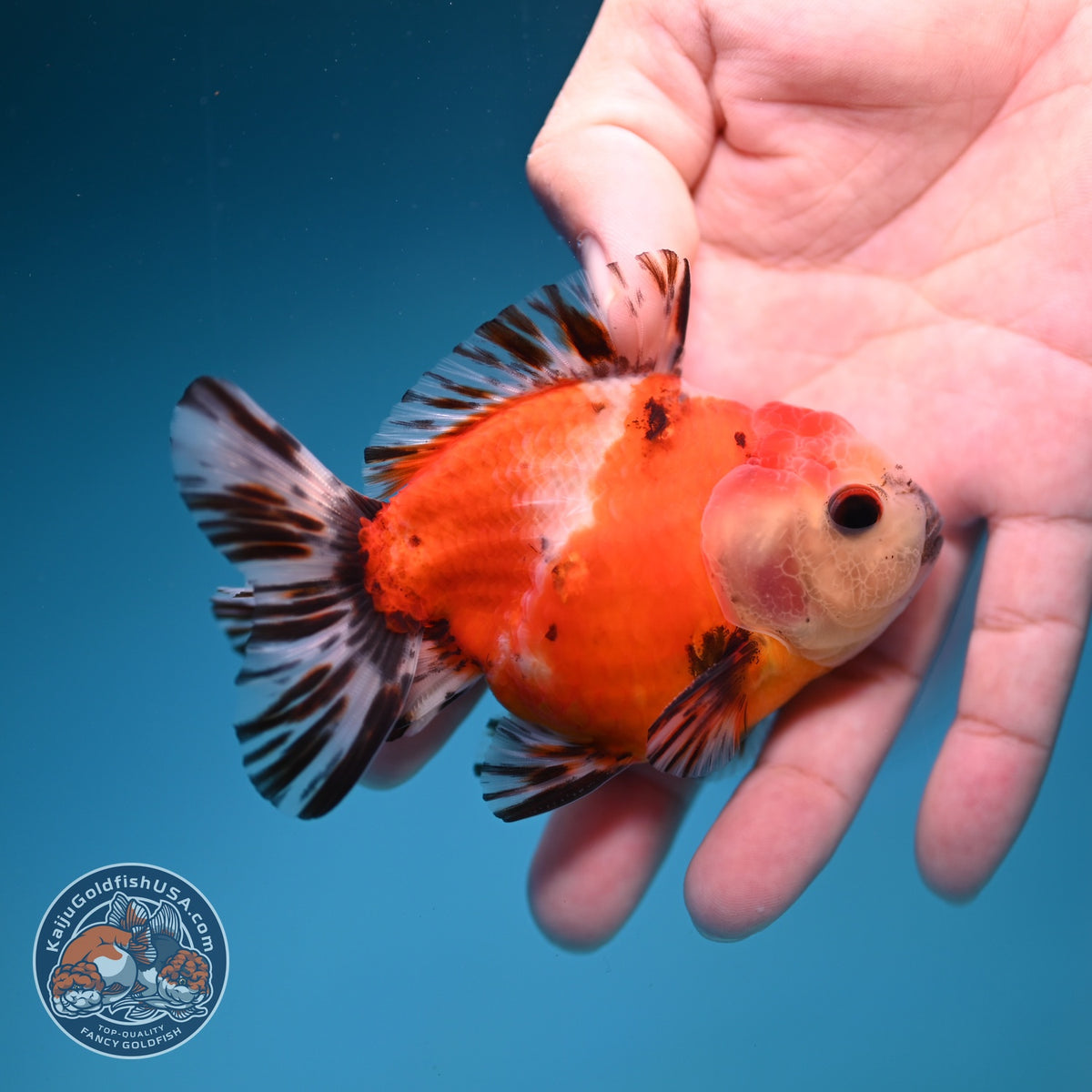Shogun Sakura Oranda inch Body (260918_OR13)