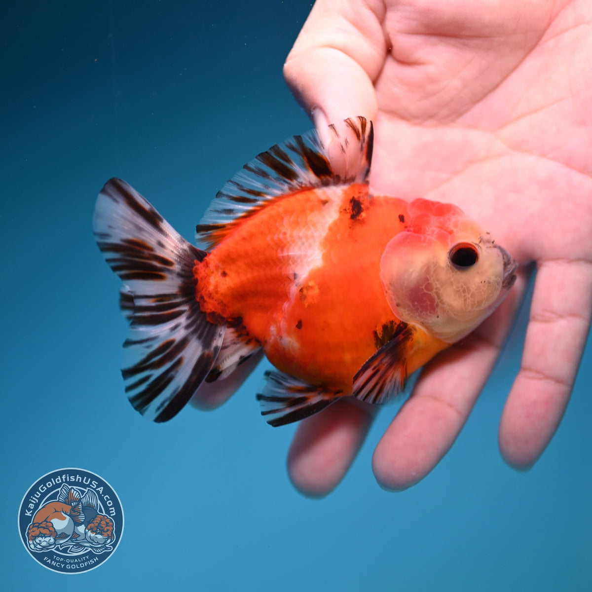 Shogun Sakura Oranda inch Body (260918_OR13)