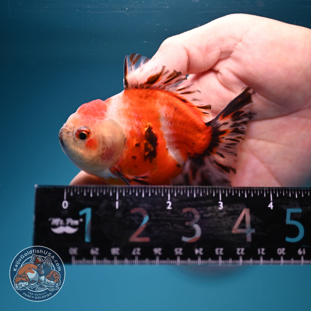 Shogun Sakura Oranda inch Body (260918_OR13)