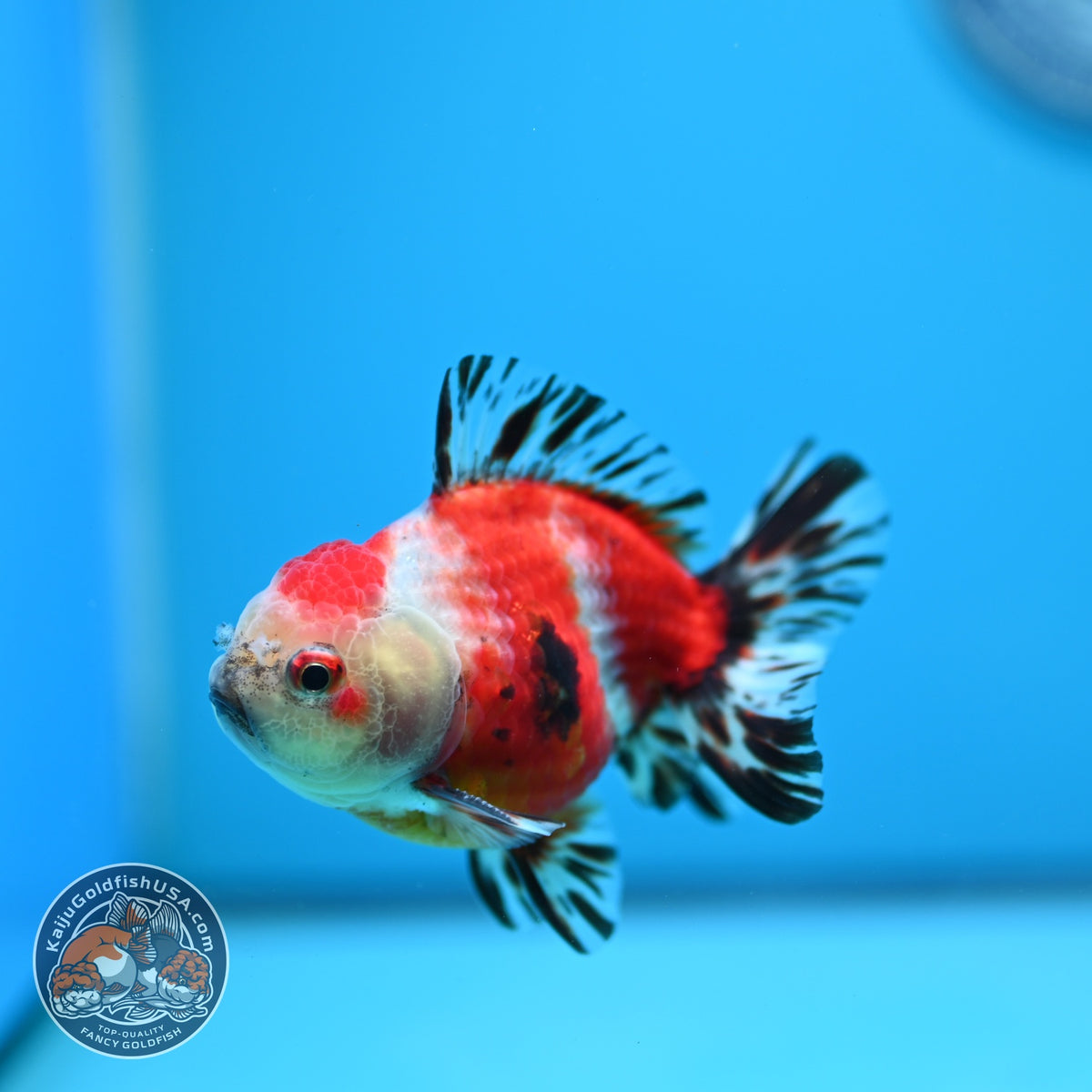 Shogun Sakura Oranda inch Body (260918_OR13)