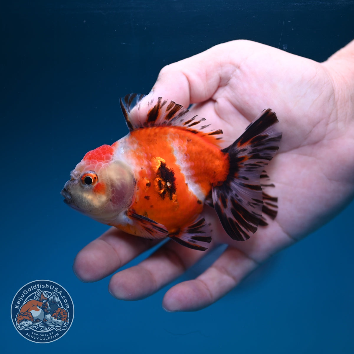 Shogun Sakura Oranda inch Body (260918_OR13)