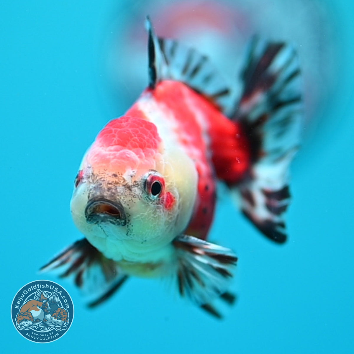 Shogun Sakura Oranda inch Body (260918_OR13)