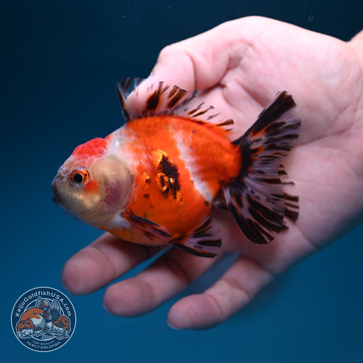 Shogun Sakura Oranda inch Body (260918_OR13)