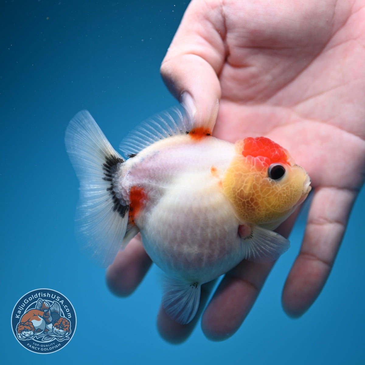 Shogun Tancho Sakura Oranda 3 inch Body (260918_OR16)