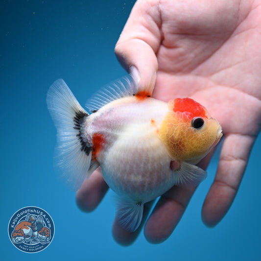Shogun Tancho Sakura Oranda 3 inch Body (260918_OR16)