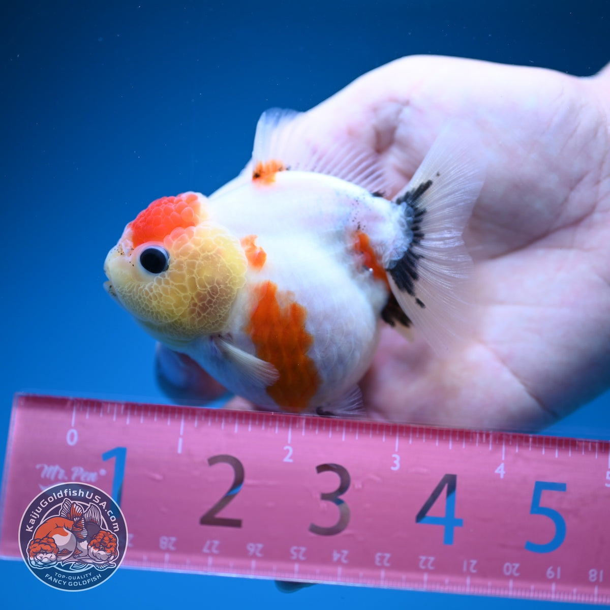 Shogun Tancho Sakura Oranda 3 inch Body (260918_OR16)