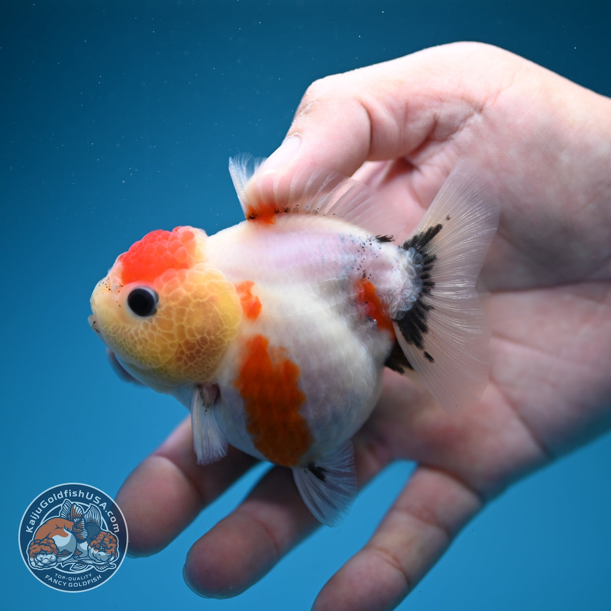 Shogun Tancho Sakura Oranda 3 inch Body (260918_OR16)