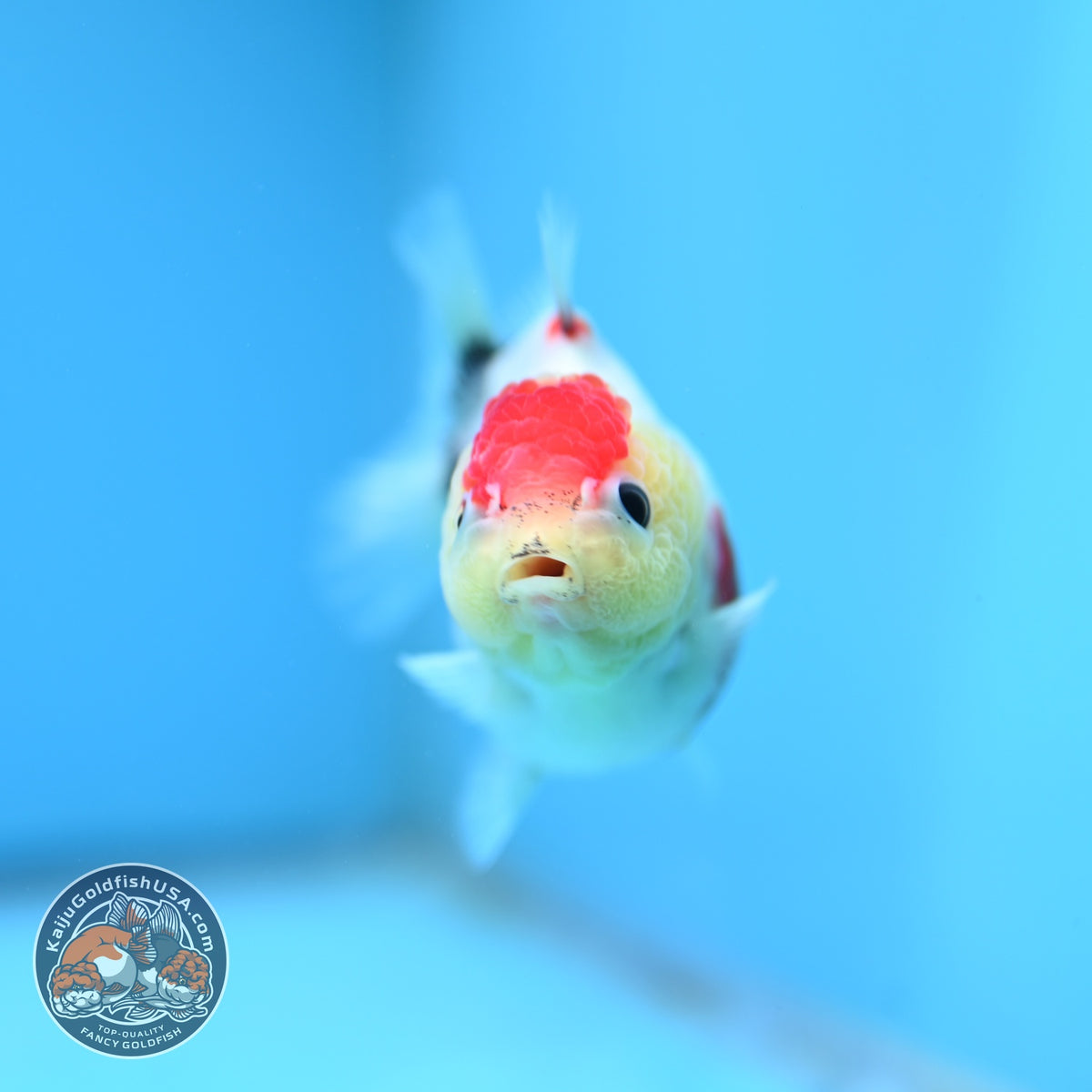 Shogun Tancho Sakura Oranda 3 inch Body (260918_OR16)
