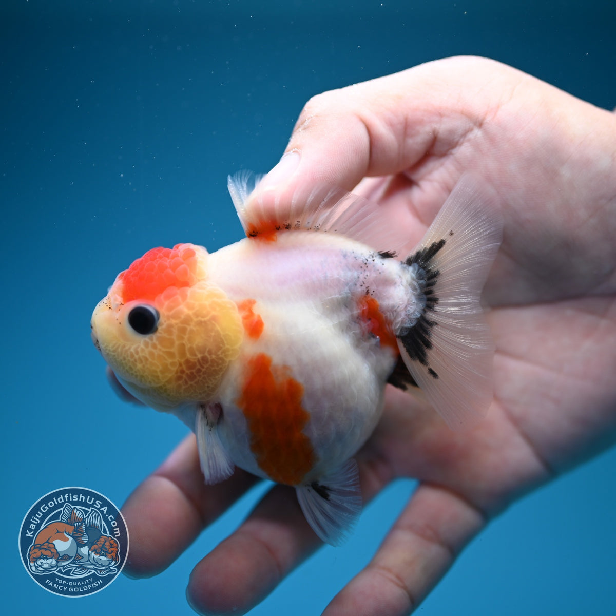 Shogun Tancho Sakura Oranda 3 inch Body (260918_OR16)