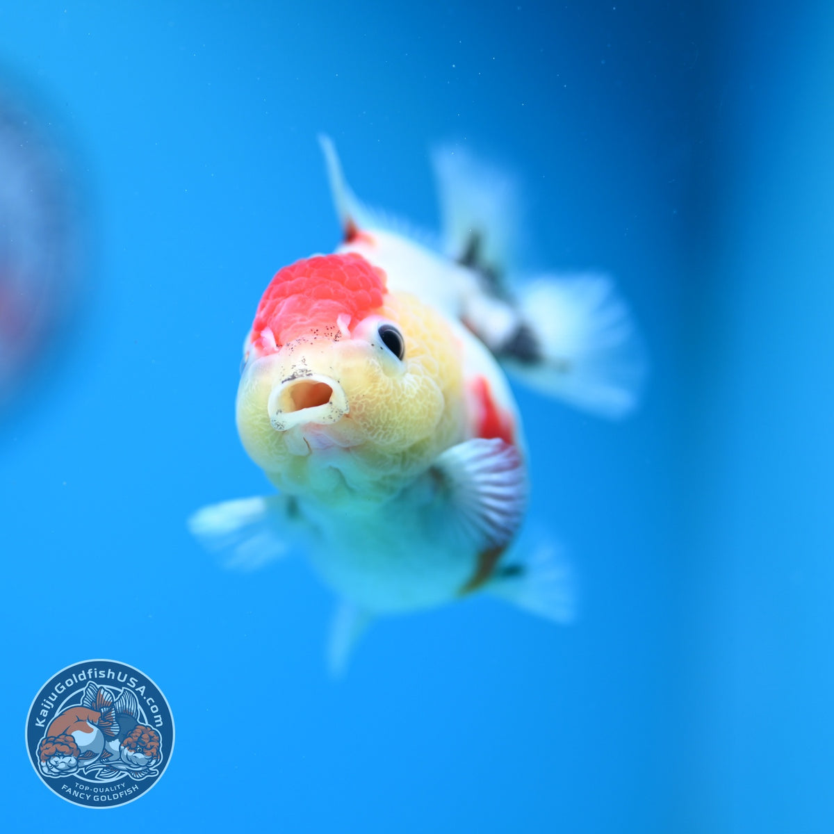 Shogun Tancho Sakura Oranda 3 inch Body (260918_OR16)