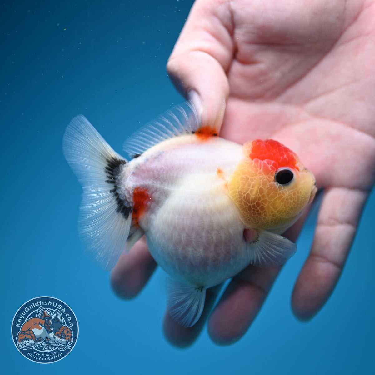 Shogun Tancho Sakura Oranda 3 inch Body (260918_OR16)