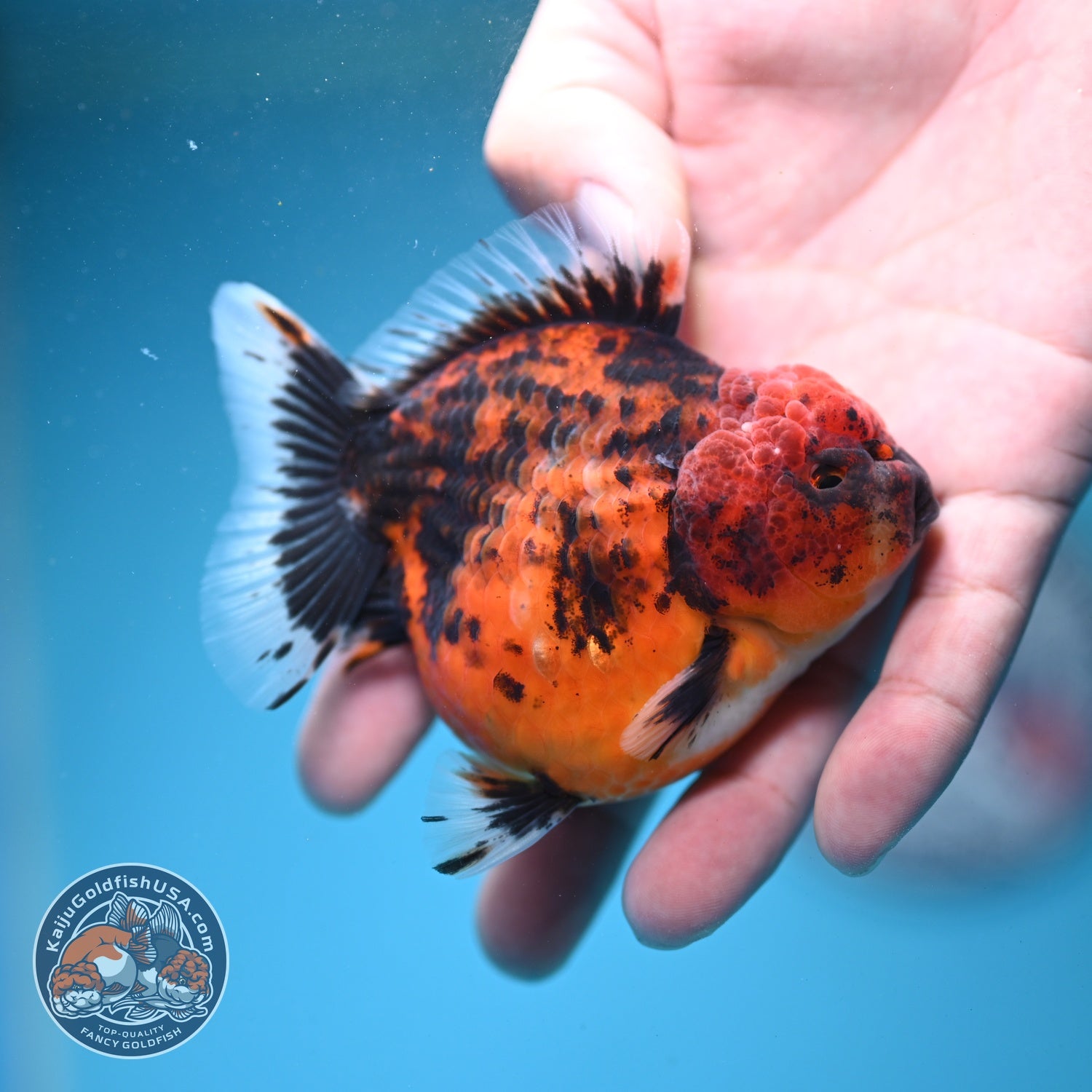 Shogun Tiger Oranda 3" inch Body (260814_OR05)