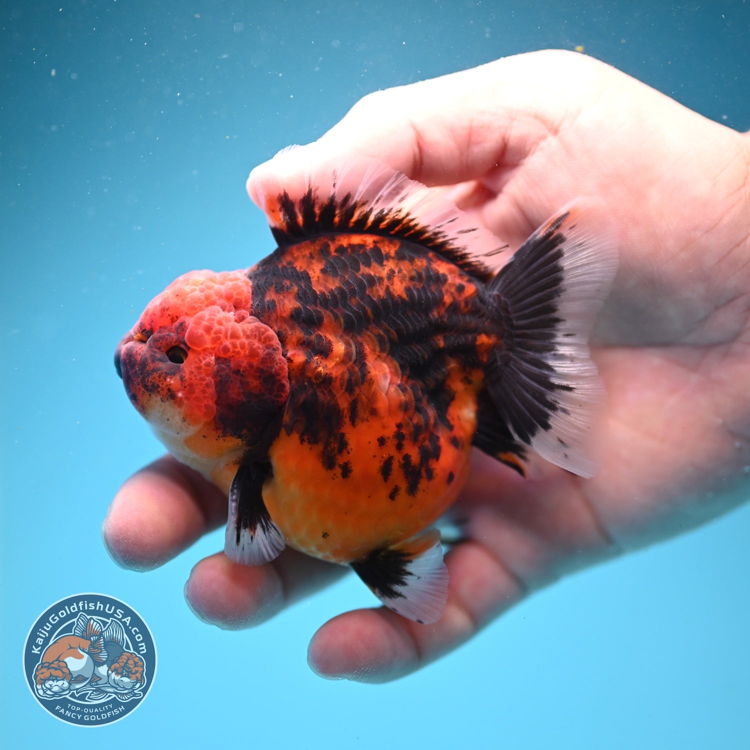 Shogun Tiger Oranda 3" inch Body (260814_OR05)