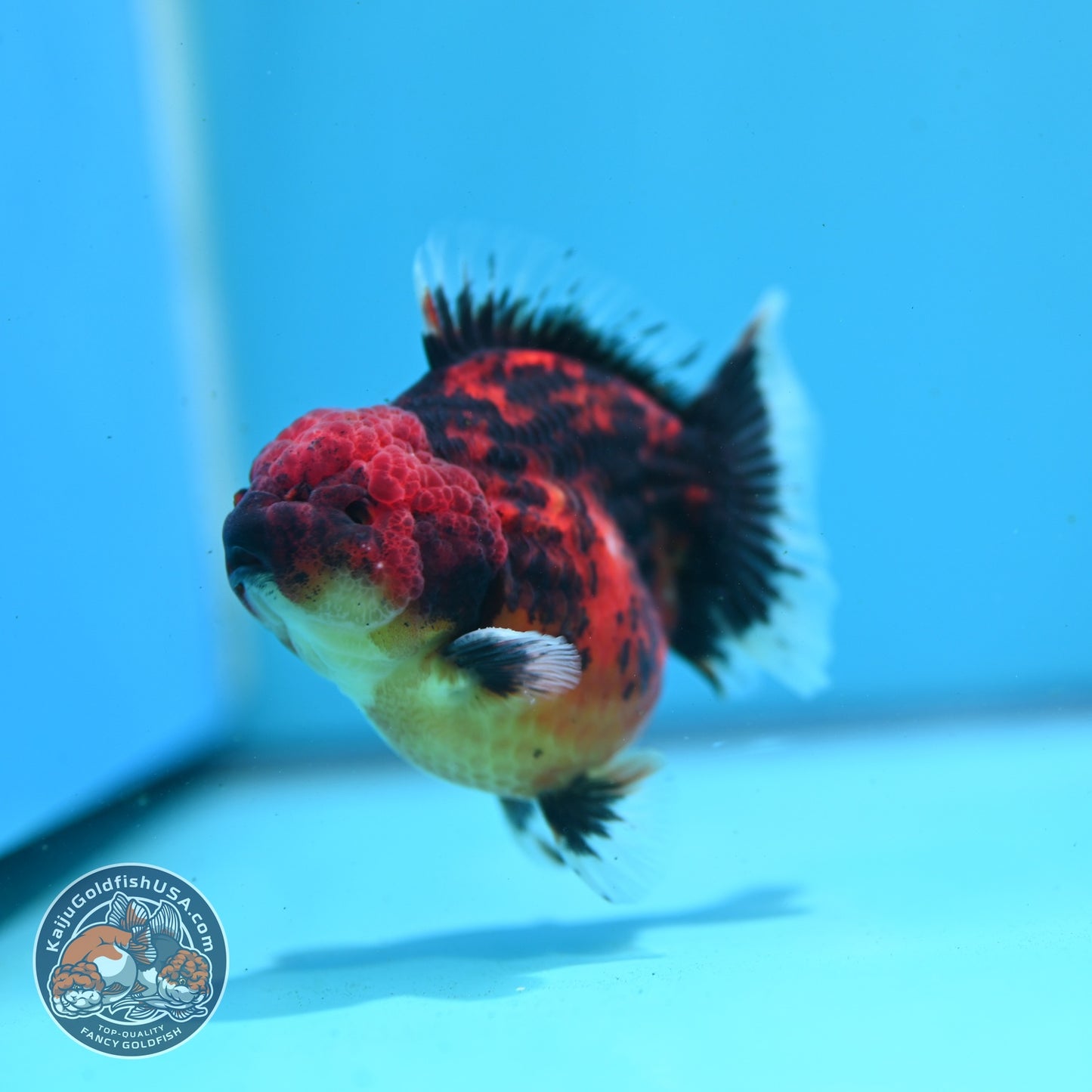 Shogun Tiger Oranda 3" inch Body (260814_OR05)