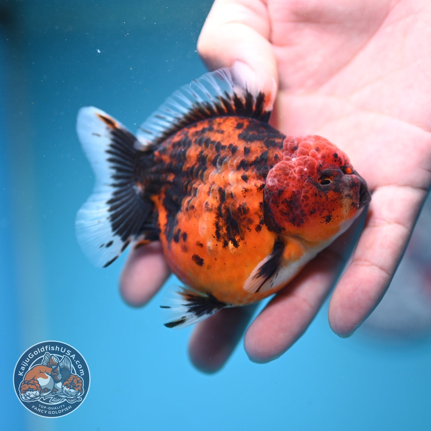 Shogun Tiger Oranda 3" inch Body (260814_OR05)