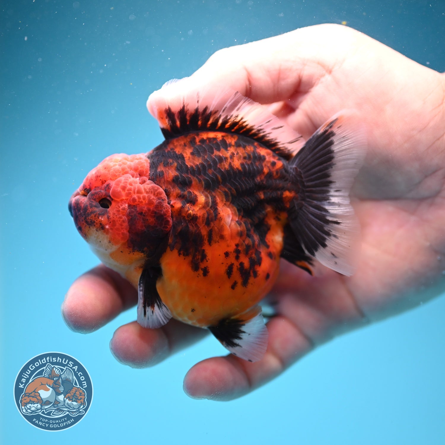 Shogun Tiger Oranda 3" inch Body (260814_OR05)