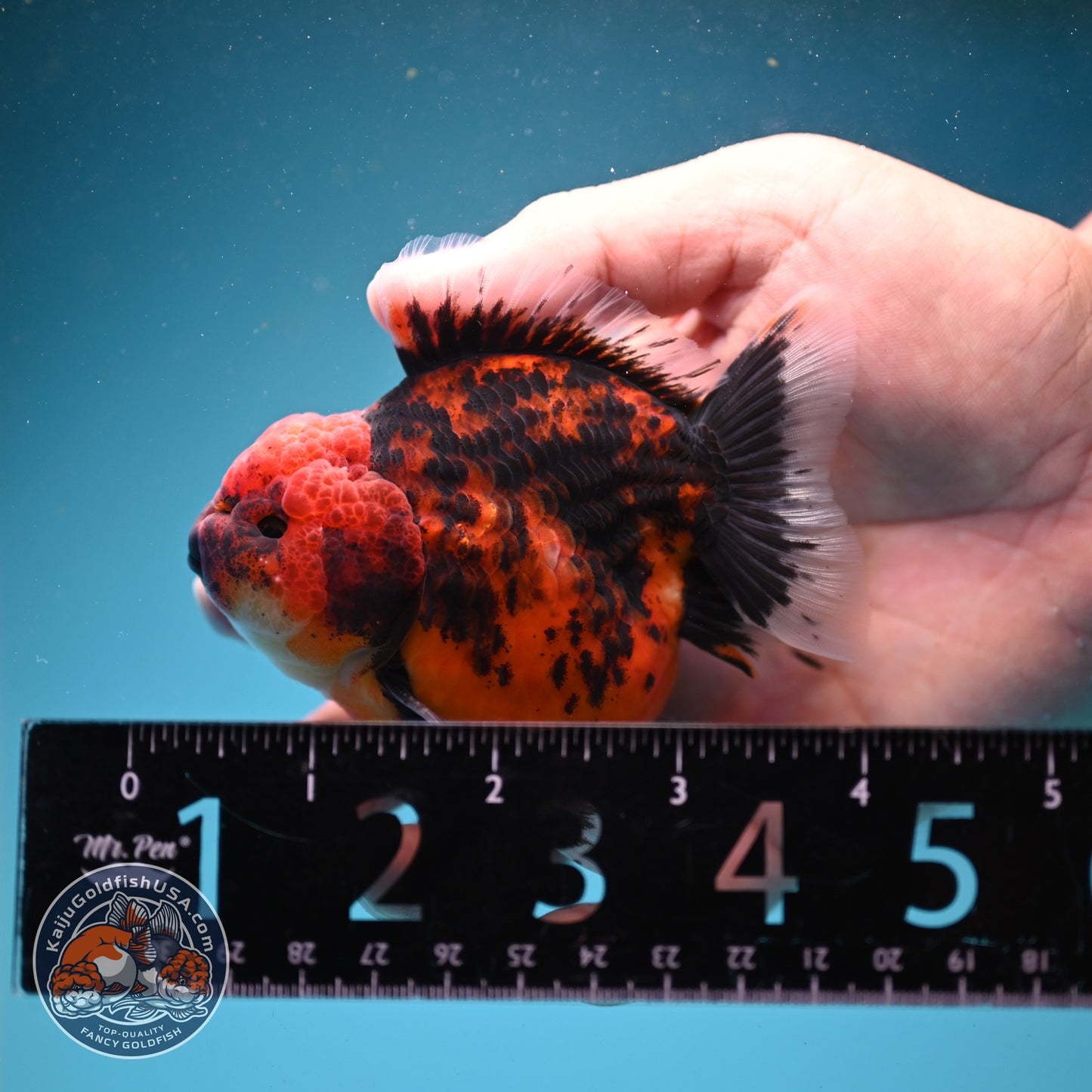 Shogun Tiger Oranda 3" inch Body (260814_OR05)