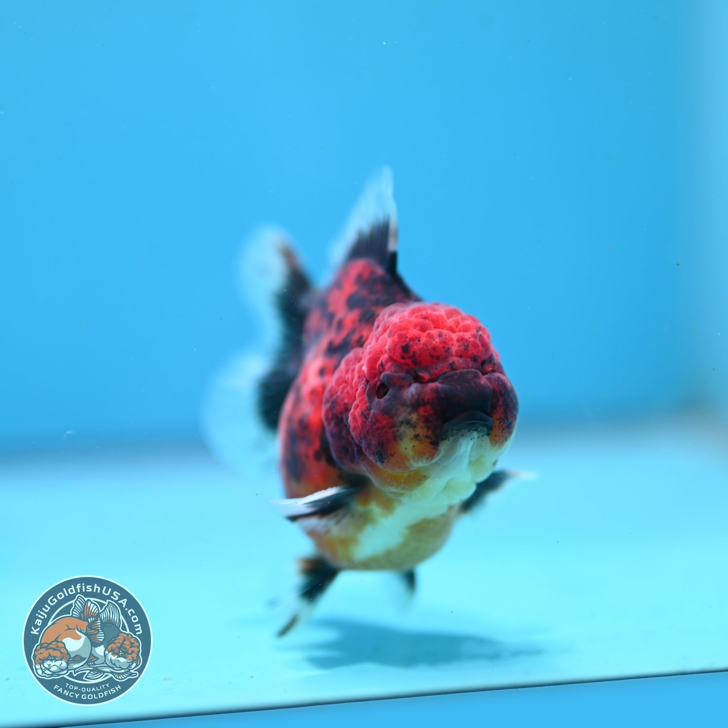 Shogun Tiger Oranda 3" inch Body (260814_OR05)