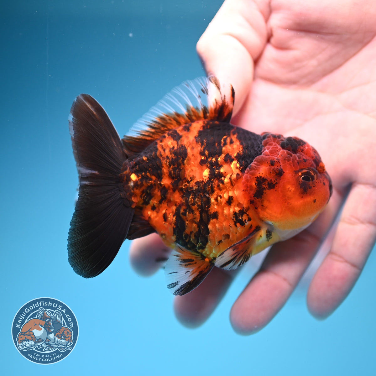Shogun Tiger Oranda 3 inch Body (260918_OR14)