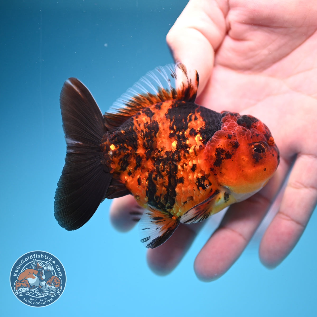 Shogun Tiger Oranda 3 inch Body (260918_OR14)